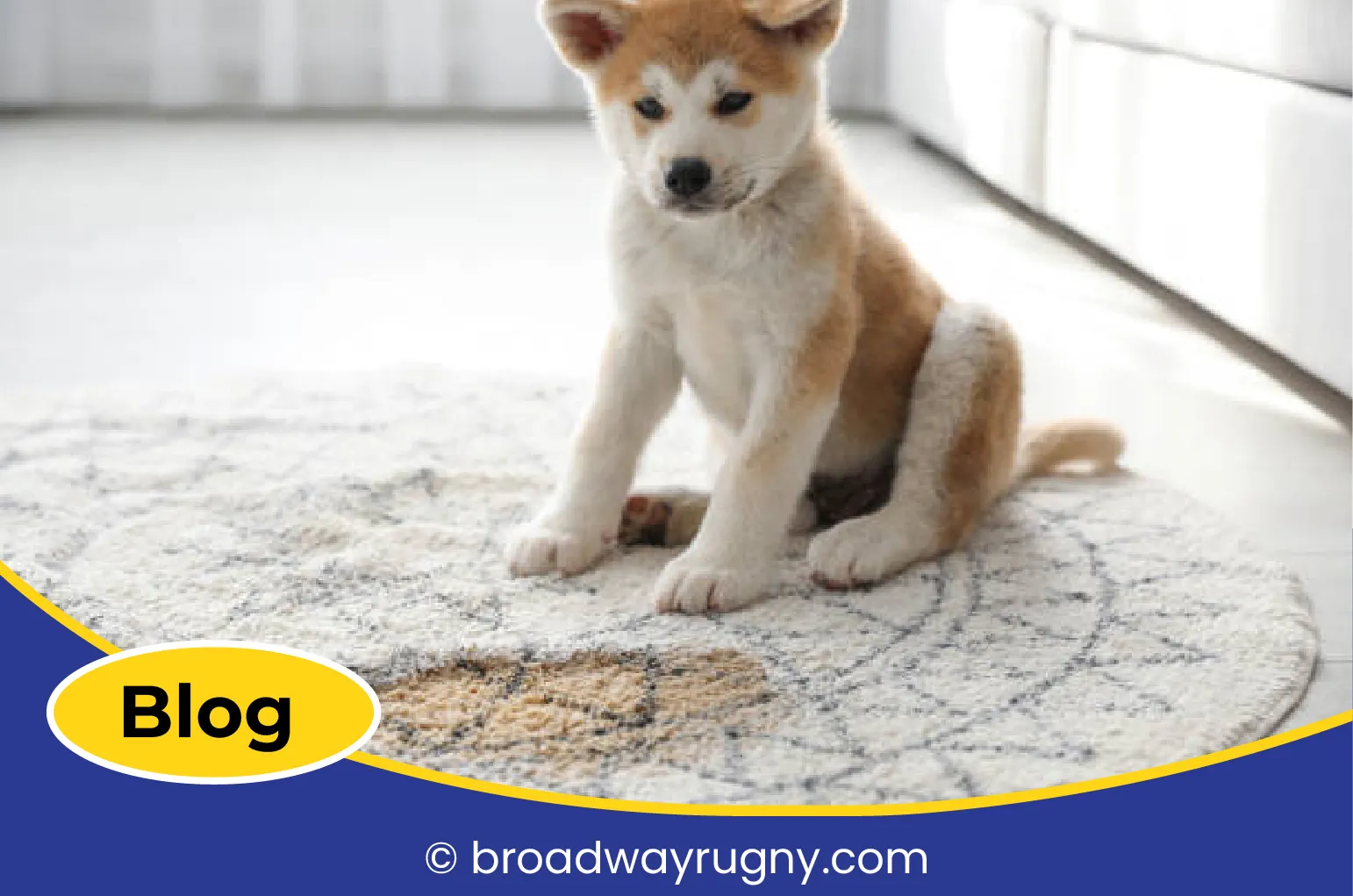 carpet cleaning in new york, carpet cleaning New York, carpet cleaners in New York, commercial carpet cleaning, commercial carpet cleaning in New York, New York rug cleaners, rug cleaning services in New York, same day carpet cleaning, same day rug cleaning, upholstery cleaning services in new york, carpet cleaning services in ny, ny carpet cleaning , rug cleaning ny, upholstery cleaning ny